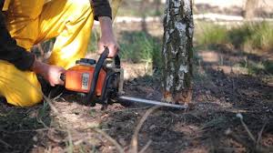 Best Tree and Shrub Care  in Belleville, WI